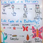 Life Cycle of a Butterfly Week