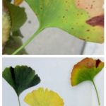 “Fall/Autumn Week” Blog Recap!